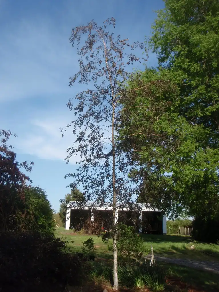 Foto de Betula 'Royal Frost' (Betula 'Royal Frost's)