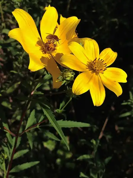 Foto de Bidens aristosa (Bidens aristosas)