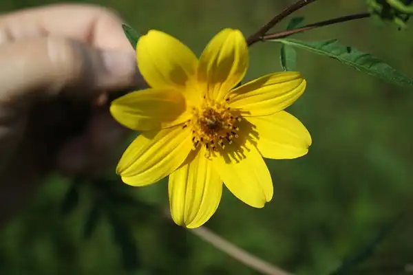Foto de Bidens aristosa (Bidens aristosas)