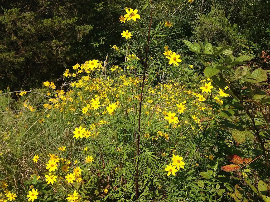 Foto de Bidens aristosa - Whole plant:Famartin from Wikimedia Commons
