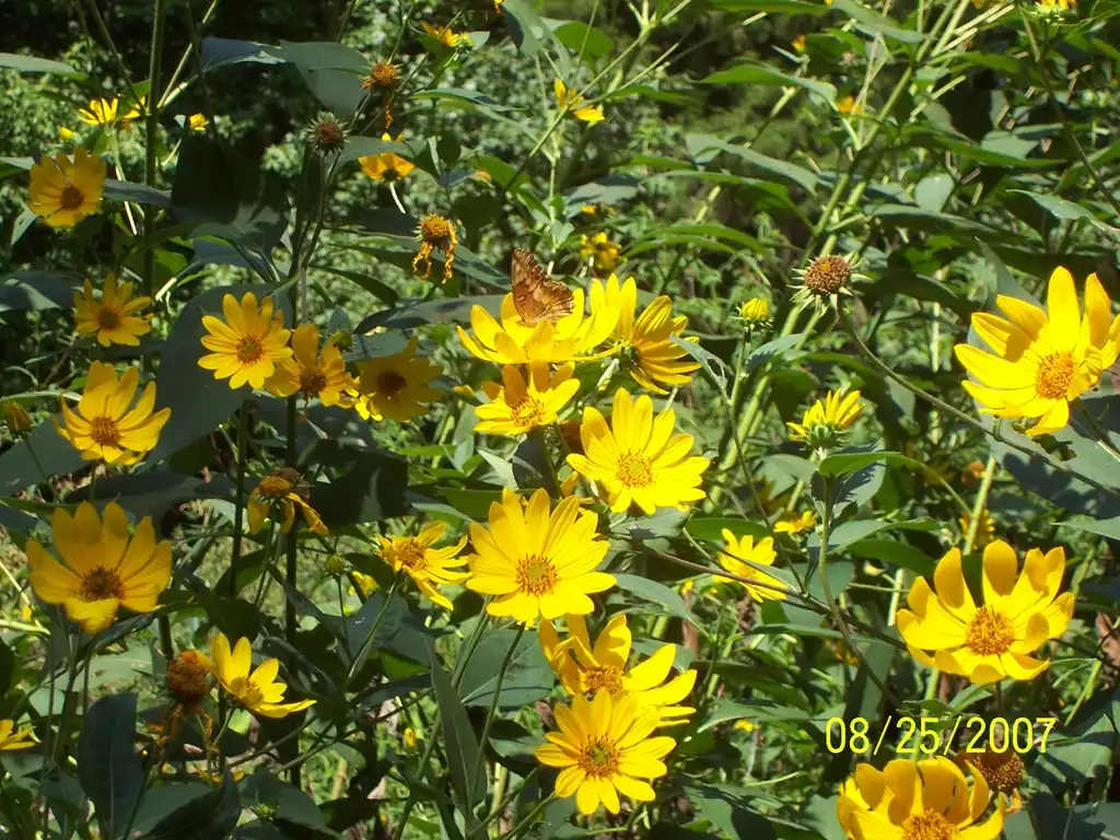 Foto de Bidens aristosa - habit with butterfly, late summer, Iredell County, NC:Eva Munday