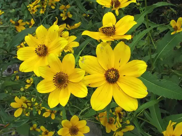 Foto de Bidens laevis (Bidens laeviss)