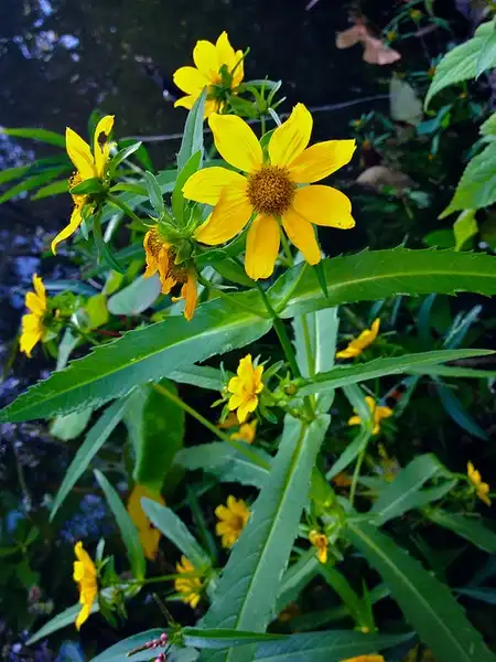 Foto de Bidens laevis (Bidens laeviss)