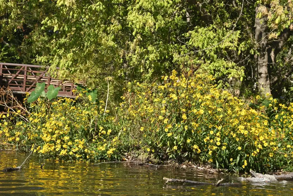 Foto de Bidens laevis - Native habitat:Curren Frasch