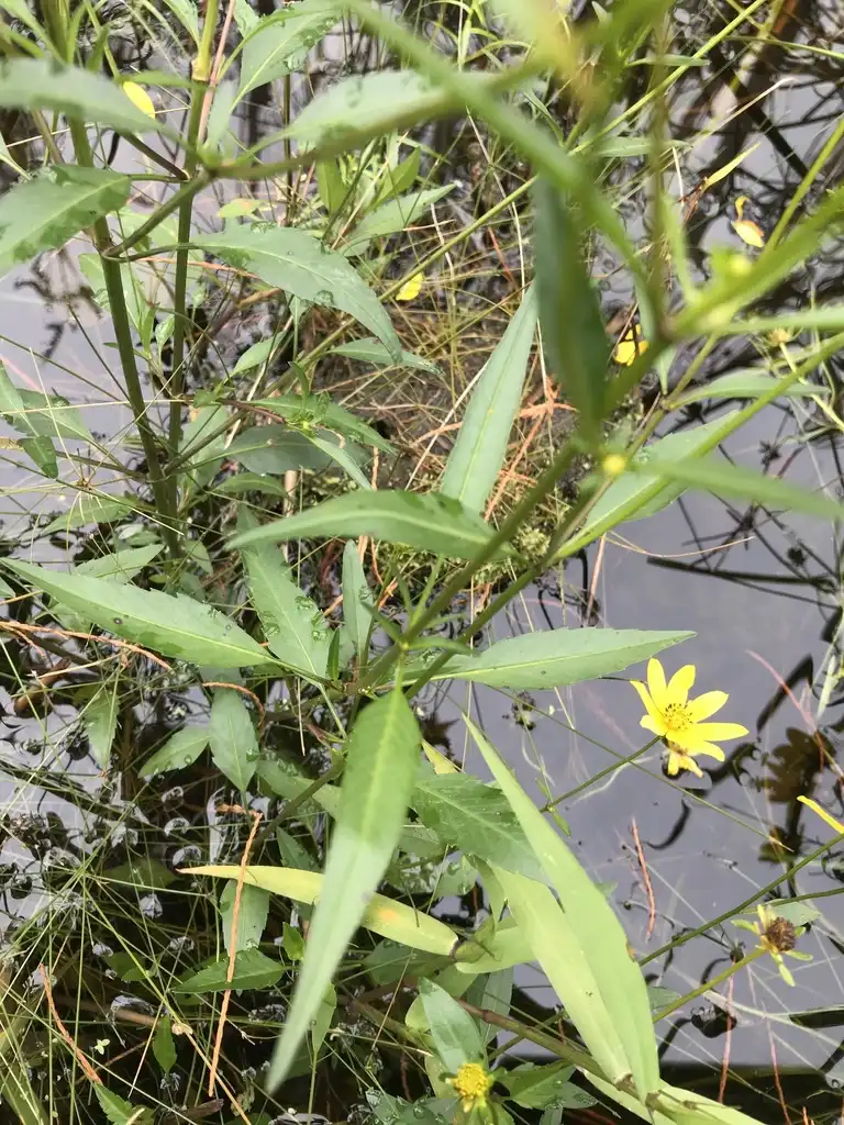 Foto de Bidens laevis - Leaves:mmkimberly