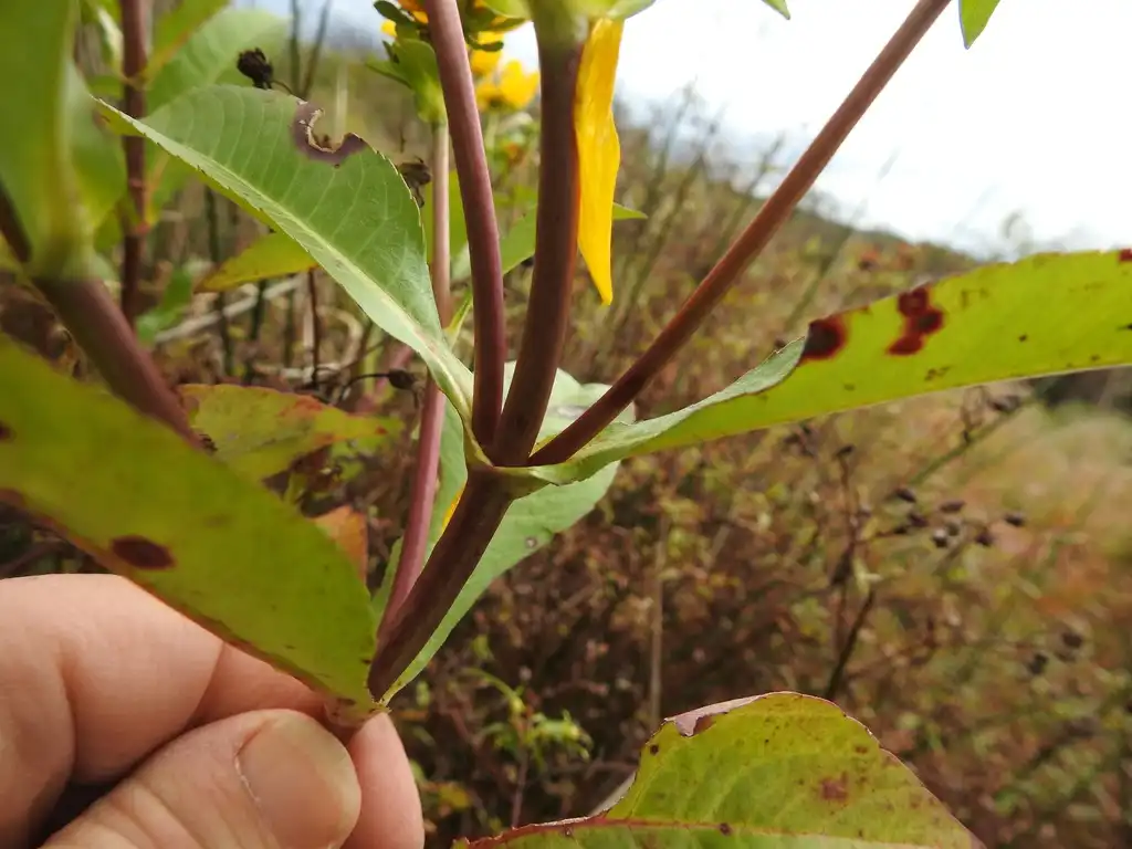 Foto de Bidens laevis - Red stem:cricketfrog13