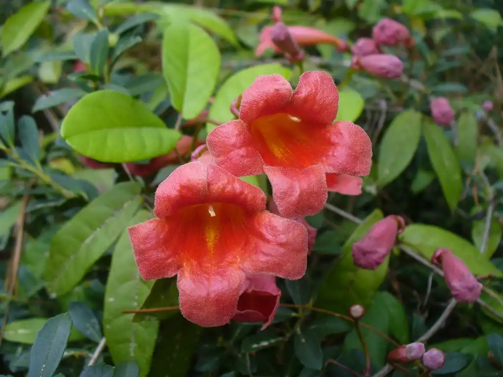 Фото Bignonia capreolata (Bignonia capreolatas)