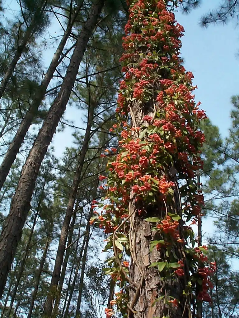 Фото Bignonia capreolata (Bignonia capreolatas)