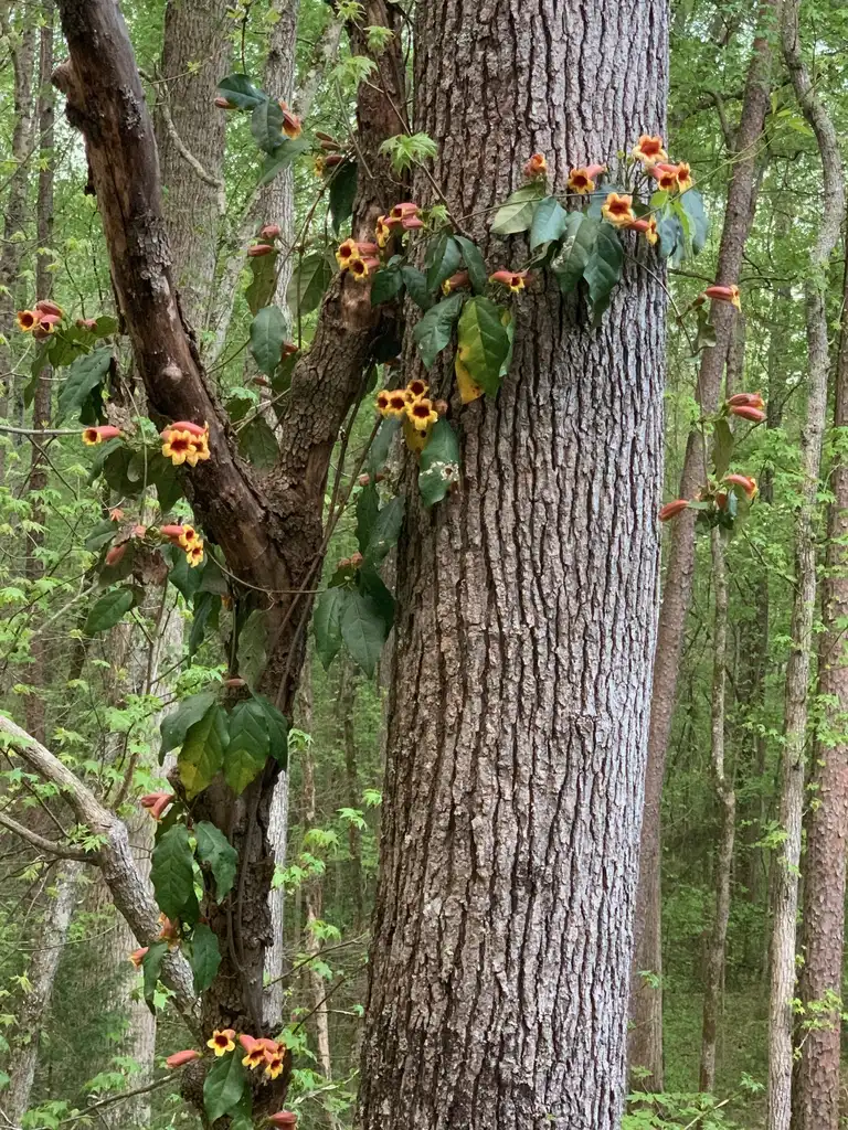 Фото Bignonia capreolata - Vine (Union County,NC)-Spring:Kristyna Culp