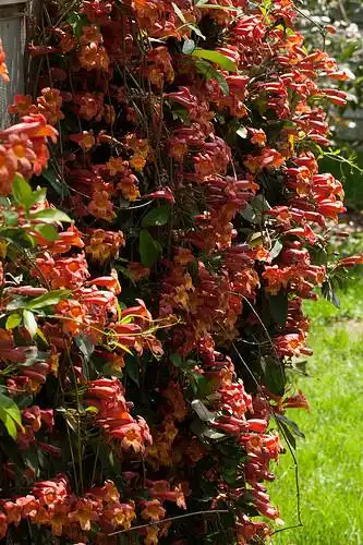 Фото Bignonia capreolata - flowers:rachelgreenbelt