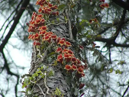 Фото Bignonia capreolata - habit:Susan E Adams