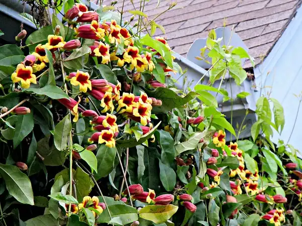 Фото Bignonia capreolata - :CameliaTWU