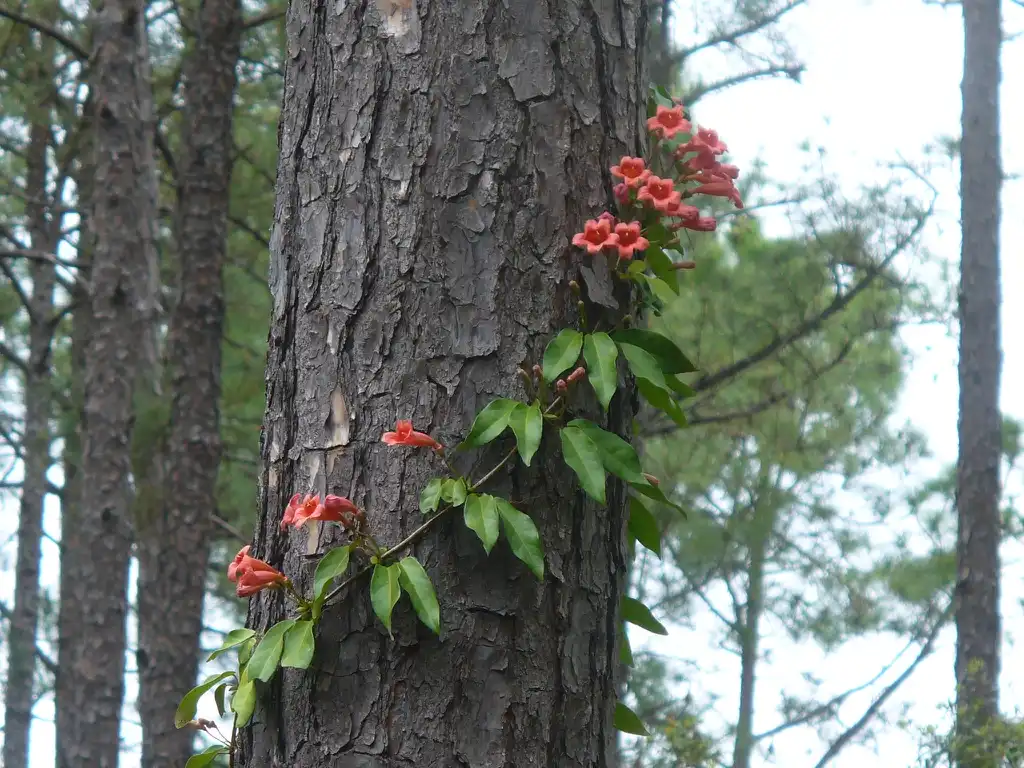 Фото Bignonia capreolata - form on tree in summer in Moore County:Susan Strine