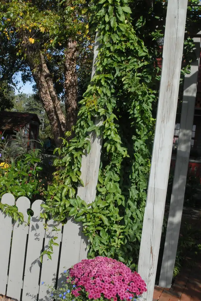 Фото Bignonia capreolata - Vine Form:Jim Robbins