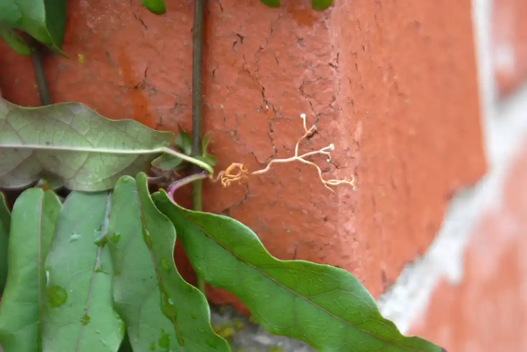 Фото Bignonia capreolata - Tendril:Jim Robbins