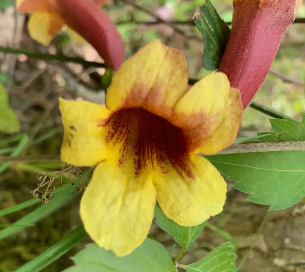 Фото Bignonia capreolata - Flower Close-up (Union County,NC)-Spring:Kristyna Culp
