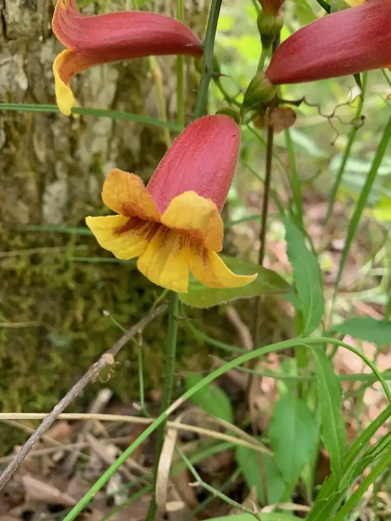 Фото Bignonia capreolata - Flowers (Union County,NC)-Spring:Kristyna Culp