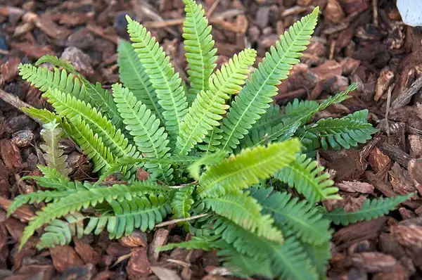 Фото Blechnum spicant (Blechnum spicants)