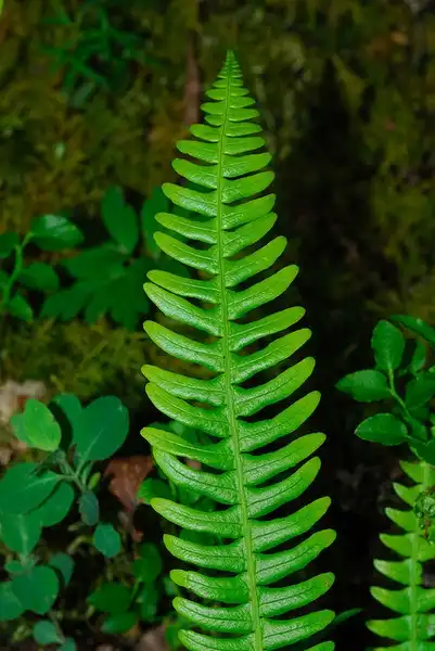 Фото Blechnum spicant (Blechnum spicants)