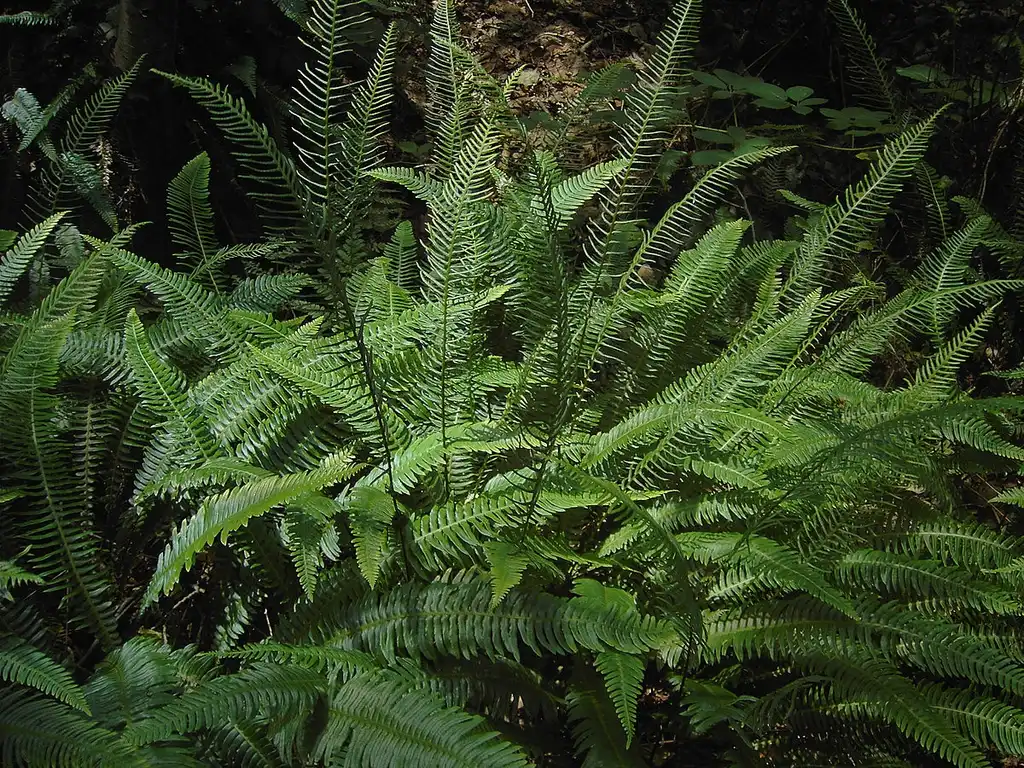 Фото Blechnum spicant - growth habit:Hans Hilewaert