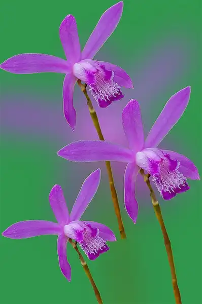 Photo of Bletilla striata (Bletilla striatas)