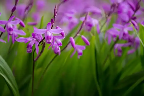 Photo of Bletilla striata (Bletilla striatas)