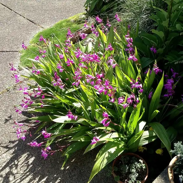 Photo of Bletilla striata - Bletilla striata:jackie-dee