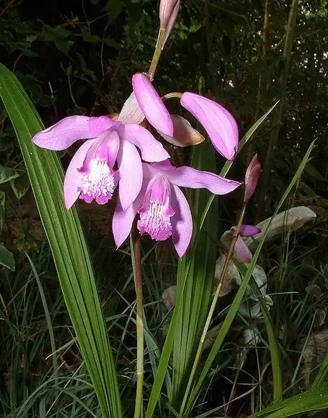 Photo of Bletilla striata - Bletilla striata:henryr10