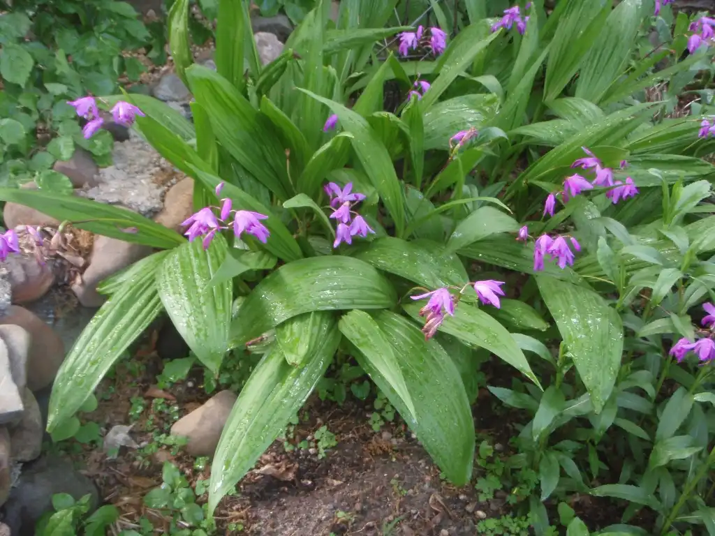 Photo of Bletilla striata - Bletilla striata - full plant close view:Jim Lawrence