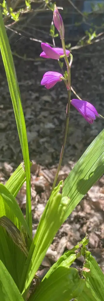 Photo of Bletilla striata - Flower (Pitt County,NC):Cynthia Lauderdale