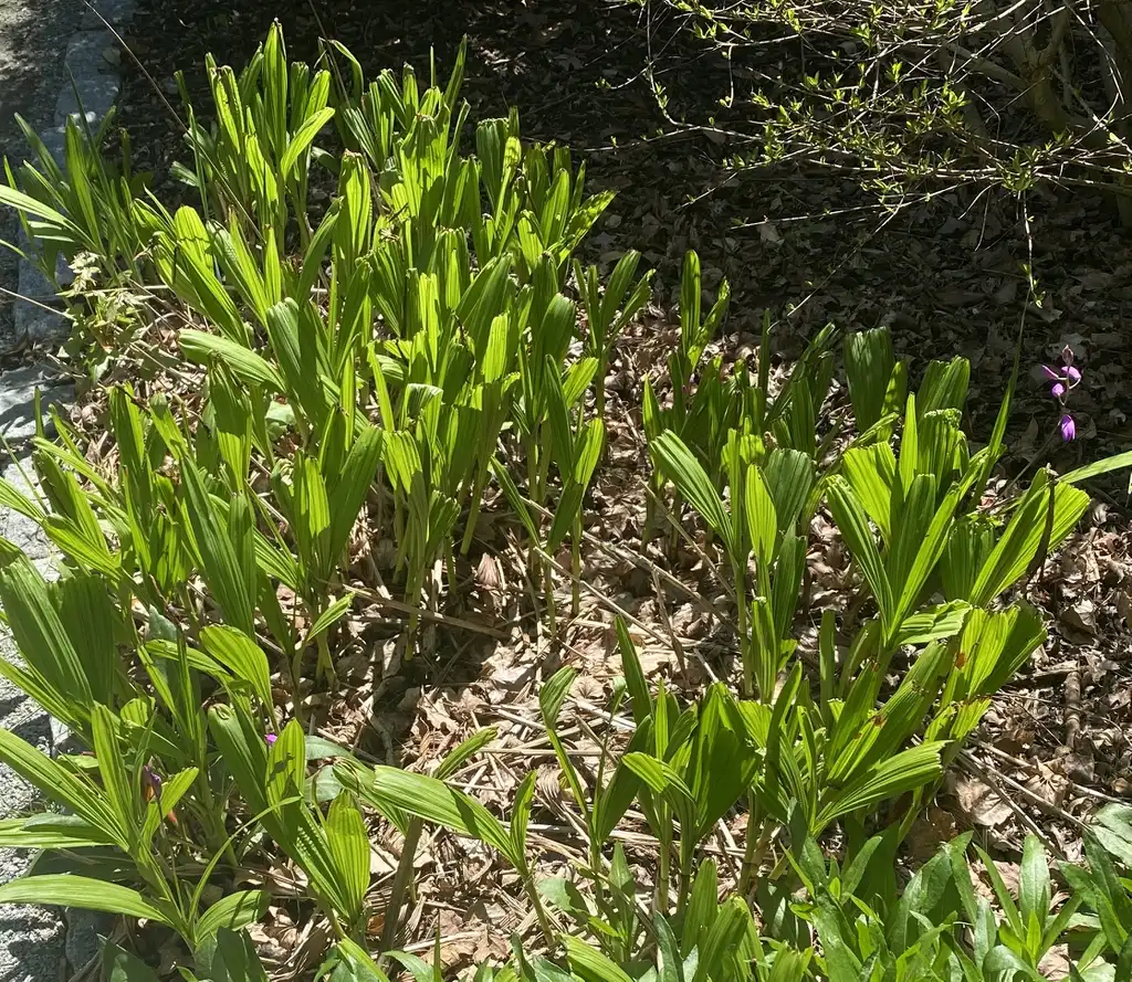 Photo of Bletilla striata - Foliage (Pitt County,NC):Cynthia Lauderdale