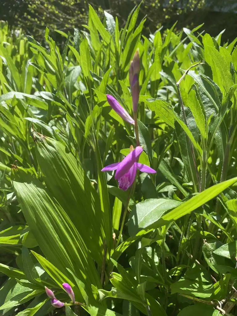Photo of Bletilla striata - Flower Buds (Pitt County,NC):Cynthia Lauderdale