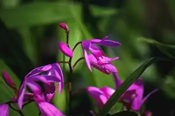 Photo of Bletilla (Bletillas)