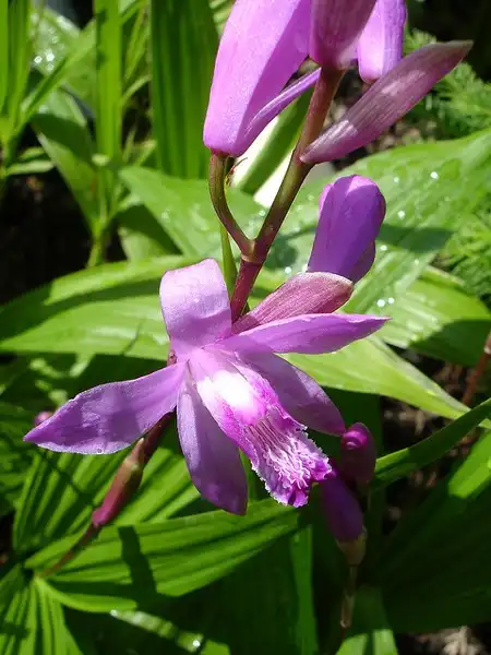 Photo of Bletilla (Bletillas)