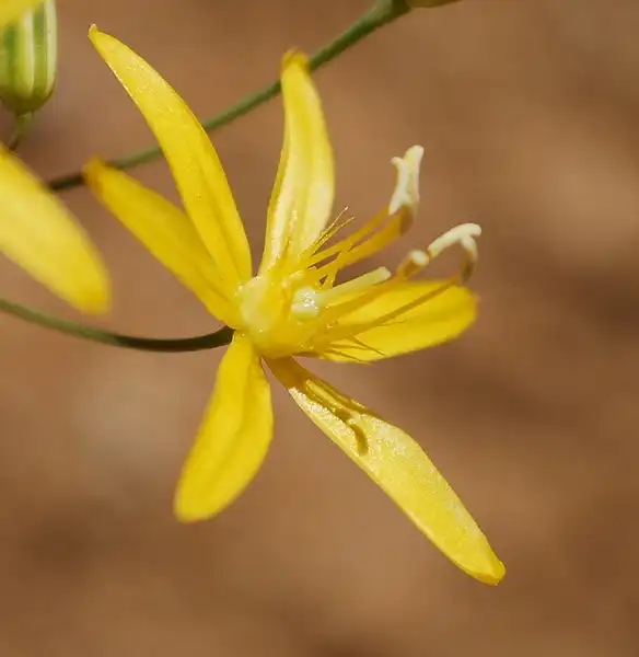 Фото Bloomeria (Bloomerias)