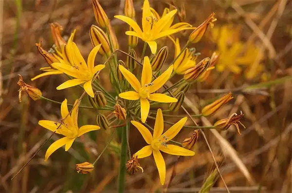 Фото Bloomeria (Bloomerias)
