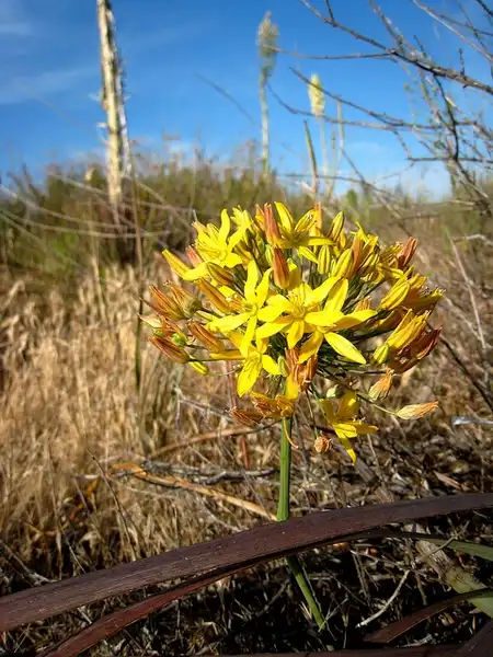 Фото Bloomeria - Bloomeria crocea:Laura Camp