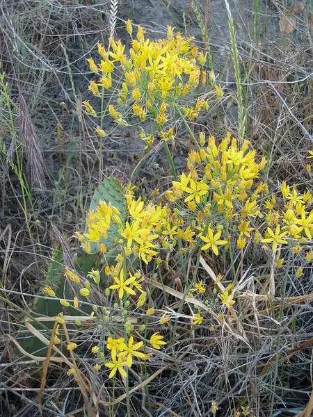 Фото Bloomeria - Bloomeria crocea:Laura Camp