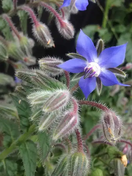 Photo of Borago officinalis (Borago officinaliss)