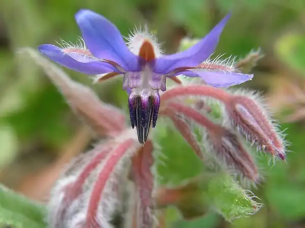 Photo of Borago officinalis (Borago officinaliss)