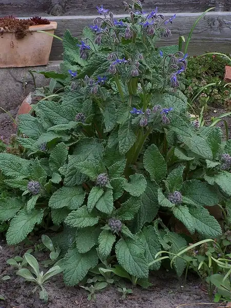 Photo of Borago officinalis - Form:sissi de kroon