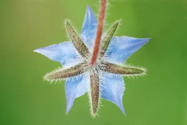 Photo of Borago officinalis - Back of a flower:Gilles San Martin