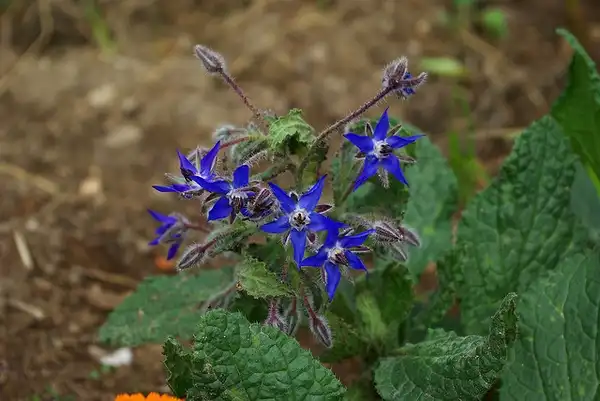 Photo of Borago officinalis - Flowers and leaves:Chupacabra Viranesque
