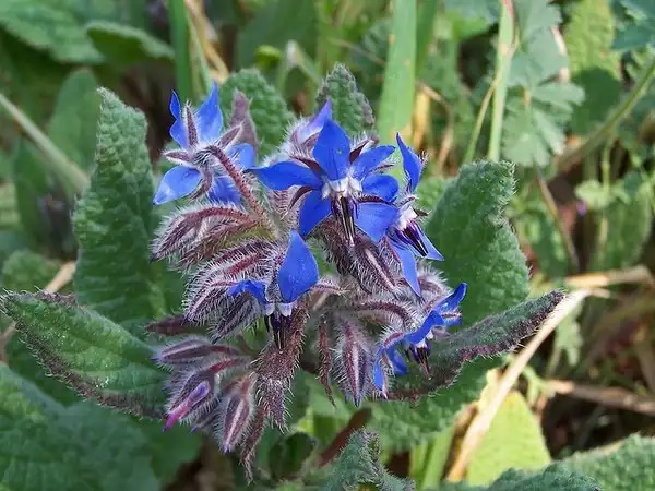 Photo of Borago officinalis - Flowers and leaves:Chupacabra Viranesque