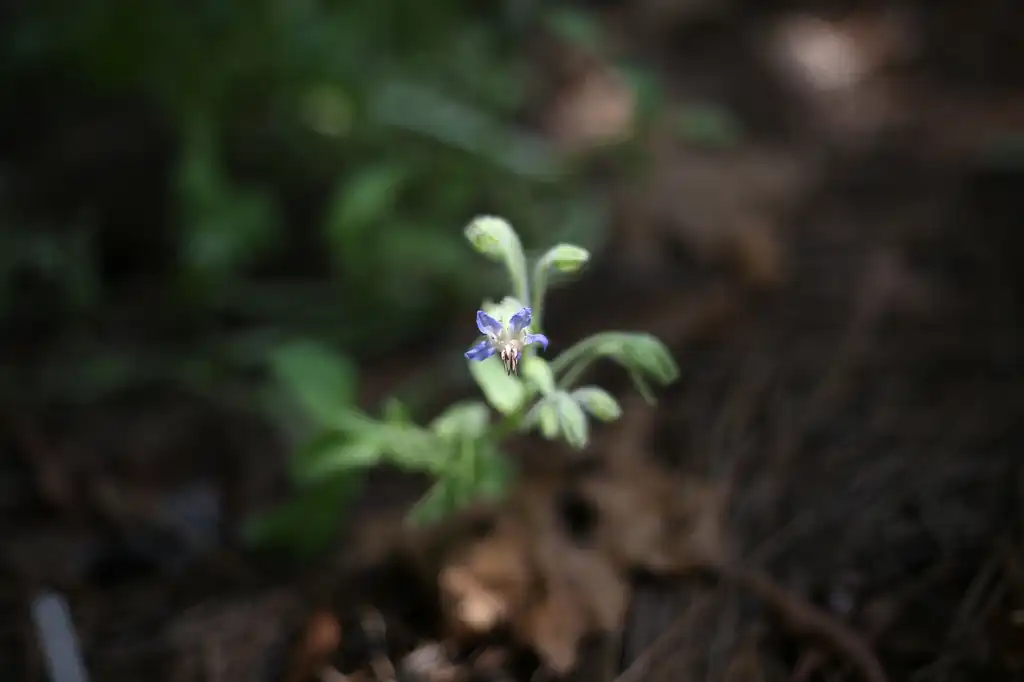 Photo of Borago officinalis - Bloom Close-up (Cabarrus County,NC):Hope Duckworth
