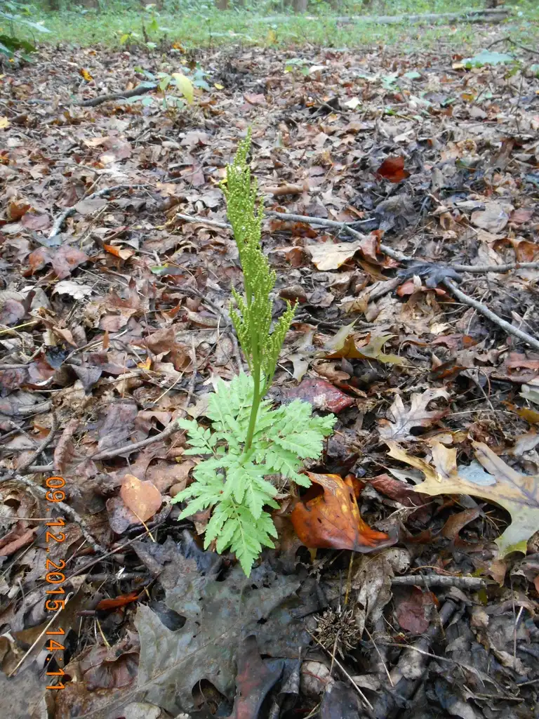 Photo of Botrychium dissectum (Botrychium dissectums)