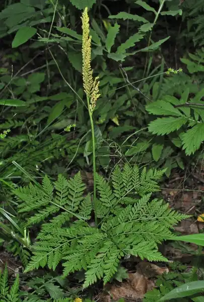 Фото Botrychium virginianum (Botrychium virginianums)