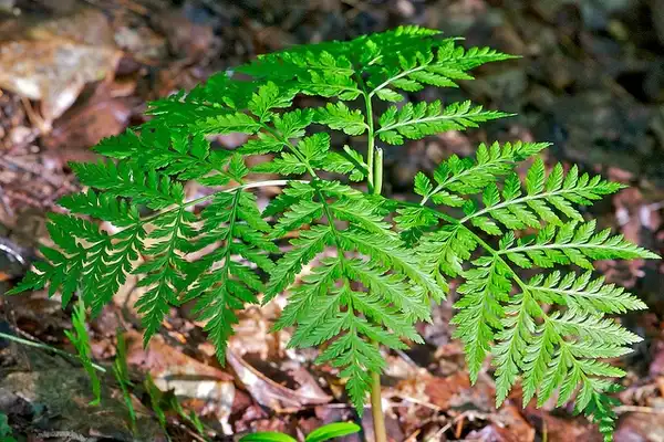 Фото Botrychium virginianum (Botrychium virginianums)