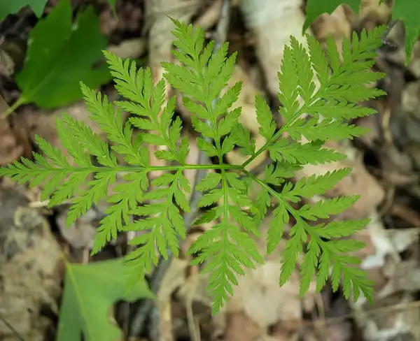 Фото Botrychium virginianum - Fronds:Tallgrass-IA