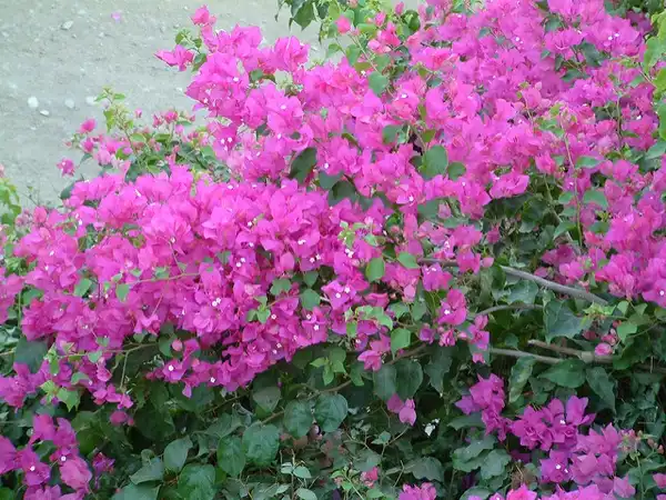 Фото Bougainvillea glabra (Bougainvillea glabras)